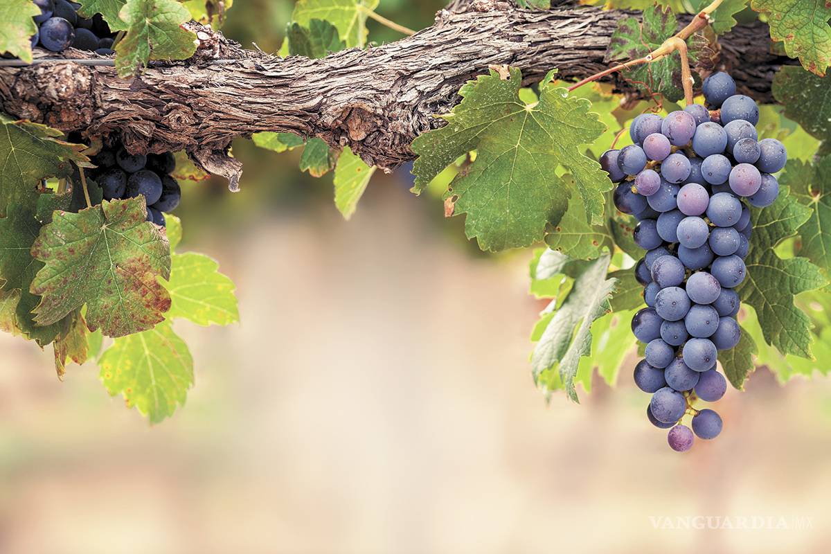 $!La Vendimia, magno evento de Parras