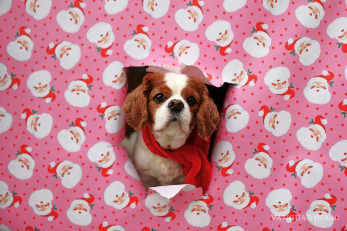 Las cosas que no deben comer los perros en las fiestas decembrinas