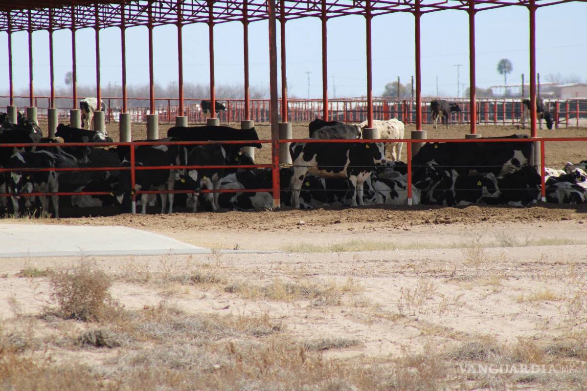 $!En la región Laguna, la cuenca lechera es la actividad económica que ha sobreexplotado el acuífero, ocasionando un déficit de agua.