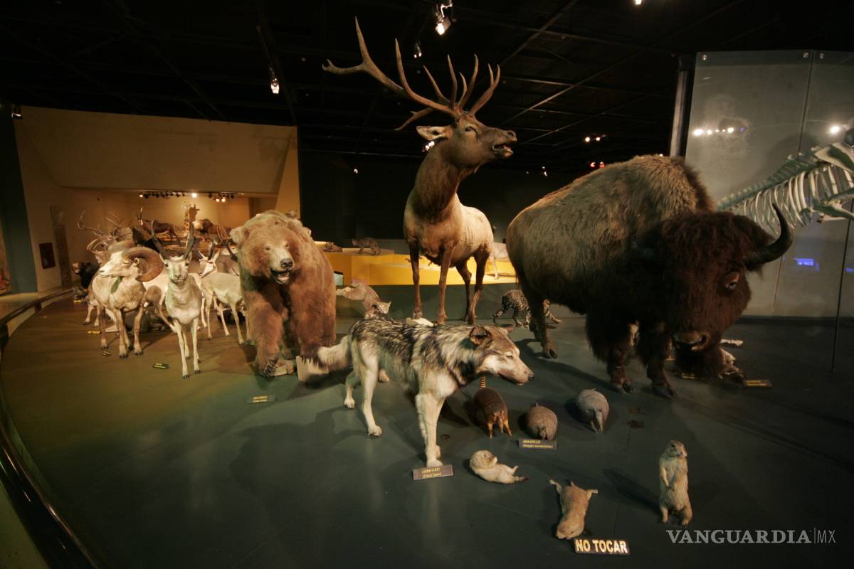 Reconocimiento nacional al Museo del Desierto de Saltillo