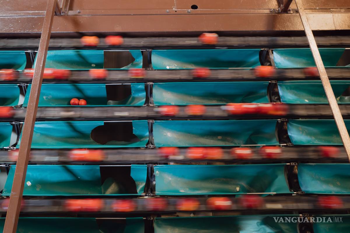 $!El Valle Central de California, que produce cerca el 40% de las frutas, verduras y frutos secos cultivados en EU, sigue en vilo por las redadas.