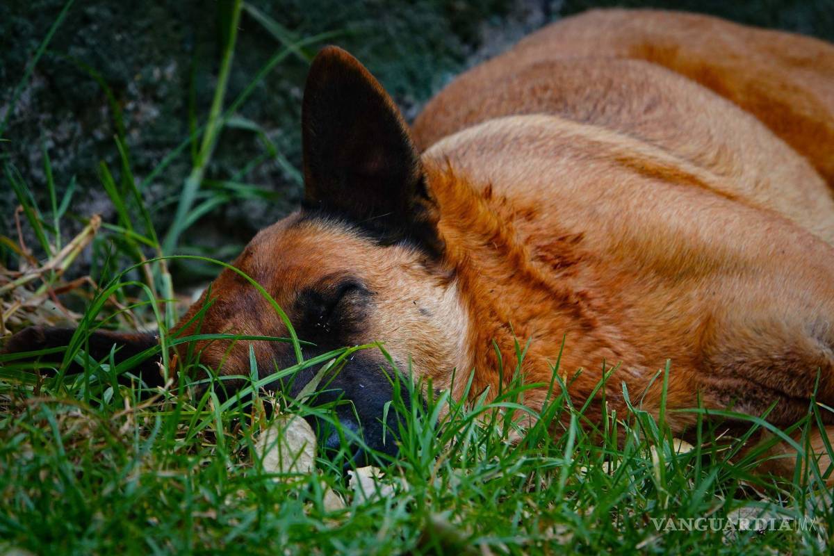 En febrero inician en Saltillo campañas de desparasitación de mascotas contra garrapatas