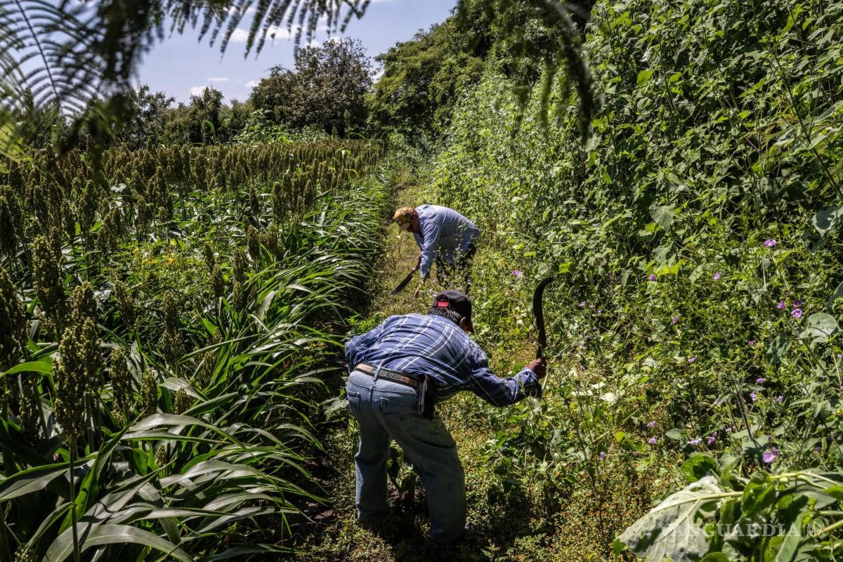 $!En México, Alejandro Juárez, al fondo, pasa los días ayudando a su padre a atender sus tierras de cultivo.