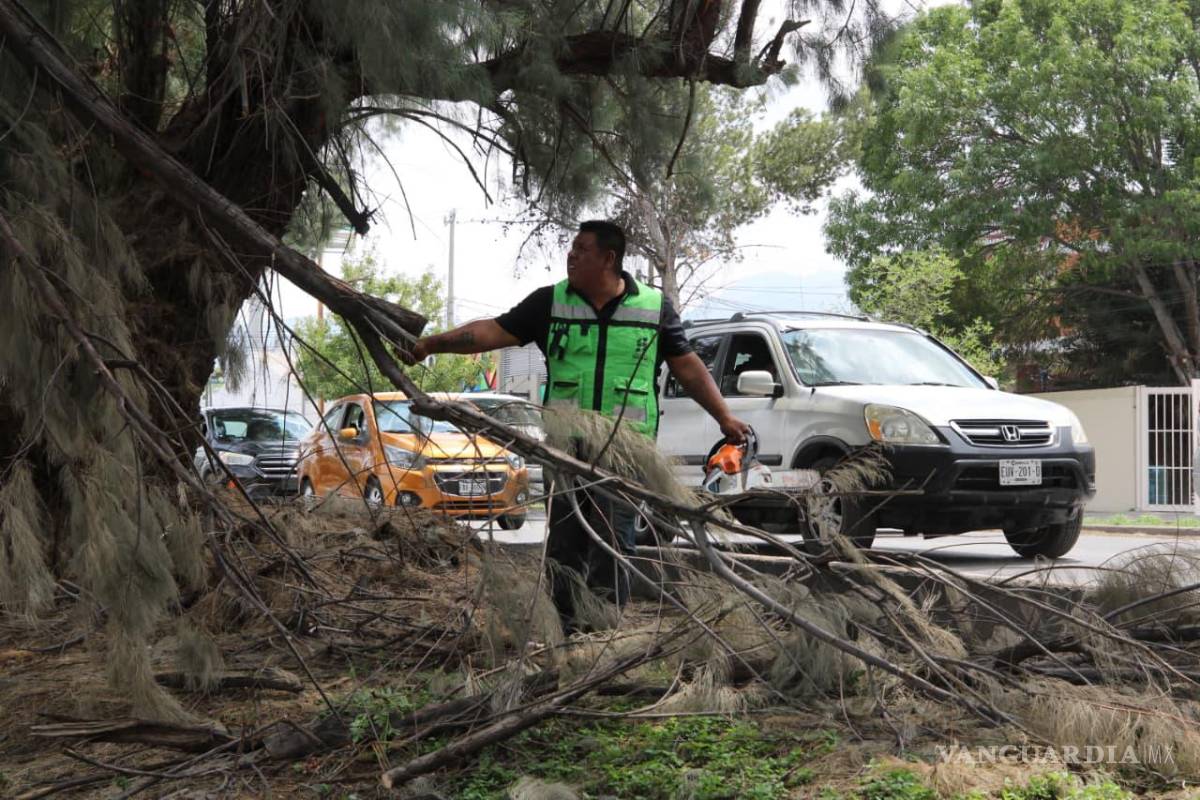 $!Además de la jornada de limpieza, las cuadrillas atendieron arbolado que, por su condición, podría rerpesentar un riesgo para la ciudadanía.