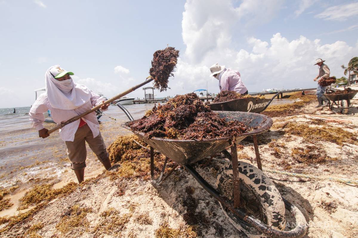 Inundará el sargazo toda la costa de QR; Holbox entre las islas afectadas