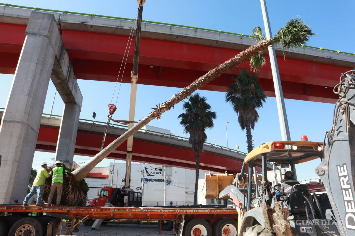 Reubican palmas del distribuidor El Sarape para favorecer su desarrollo y mejorar imagen urbana