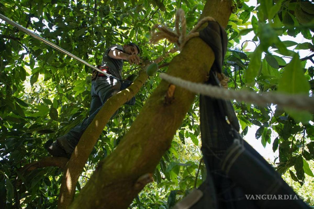 Ruta de los aguacates mexicanos para el Super Bowl, es larga y peligrosa