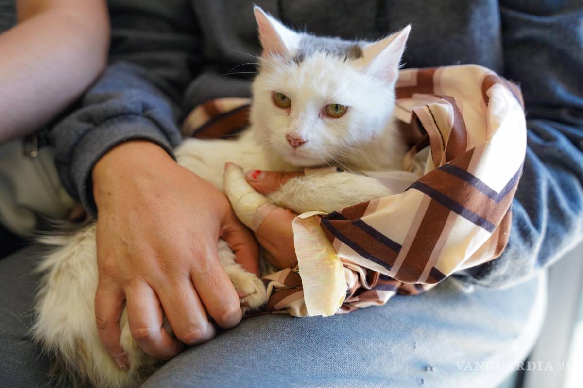 $!Las brigadas para animales se efectuaron en colonias, plazas y comunidades rurales.