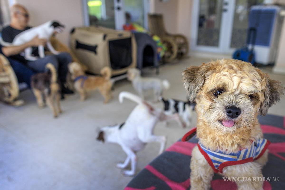 $!Las denuncias de mascotas abandonadas no cesan, pero “Adopta y Salva una Vida” ya está a su límite, pues tiene más de 50 perros y más de 30 gatos.