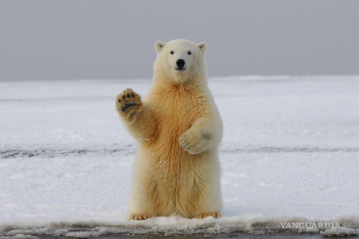 $!Un ser humano bajo estas mismas condiciones (cada año, durante varios meses) podría terminar fácilmente con diabetes, obesidad, pérdida de masa ósea, músculos atrofiados o algo peor.
