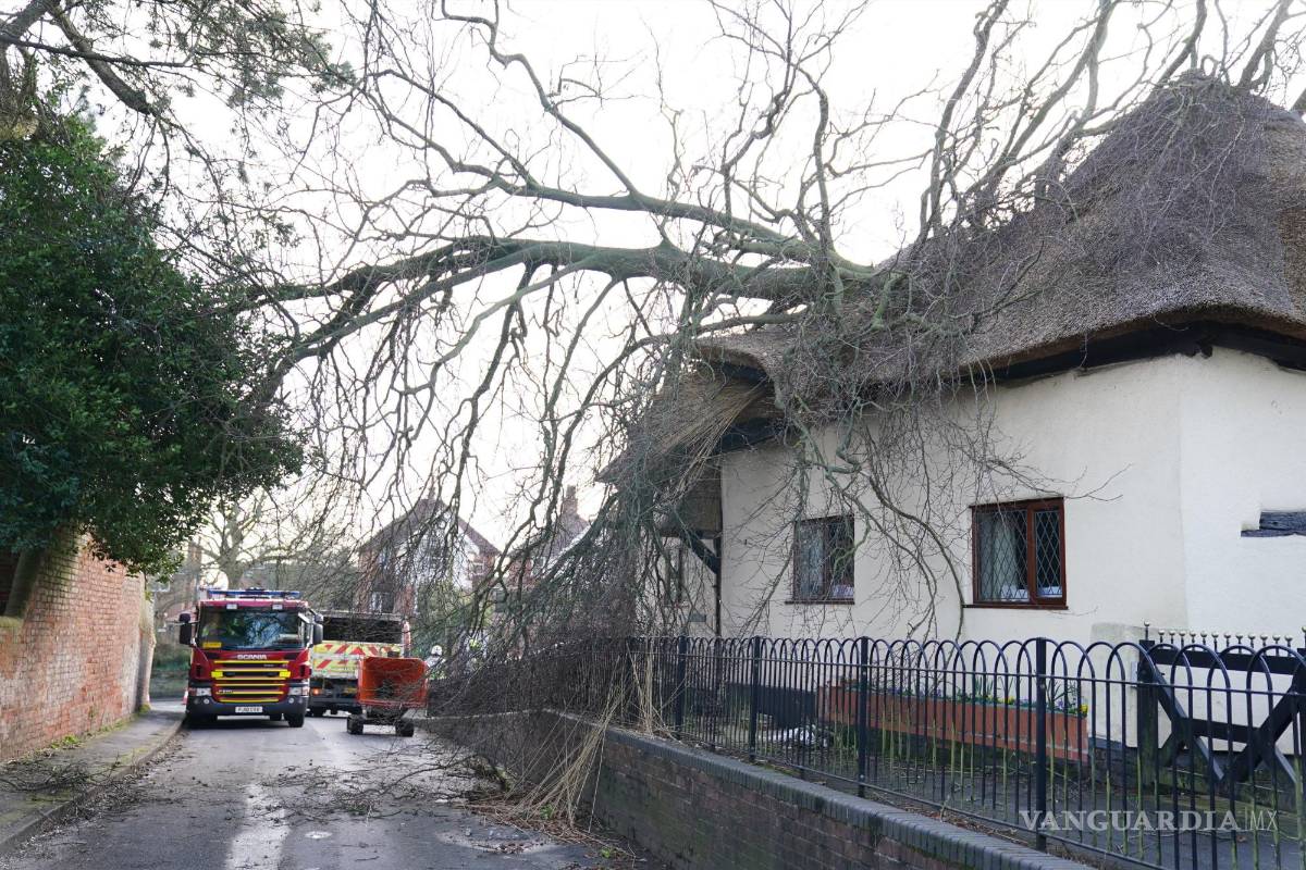 $!Un árbol después de caer sobre una cabaña con techo de paja después de fuertes vientos en Ashby de la Zouch, Inglaterra. AP/Joe Giddens/PA