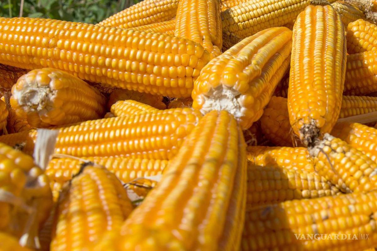 Pese a disputa, EU vende maíz transgénico a México en niveles récord