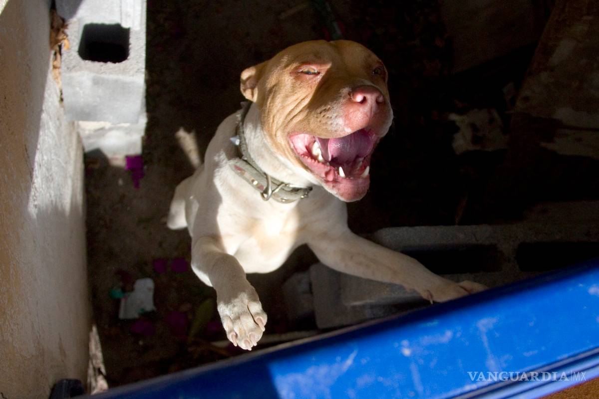 Aumenta hasta 300% abandono de perros pitbull en Saltillo, casi todos son sacrificados