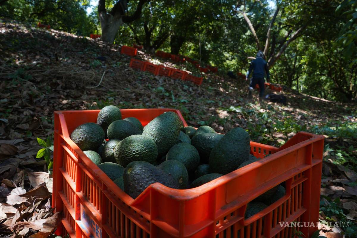 Se acelera exportación y producción de aguacate