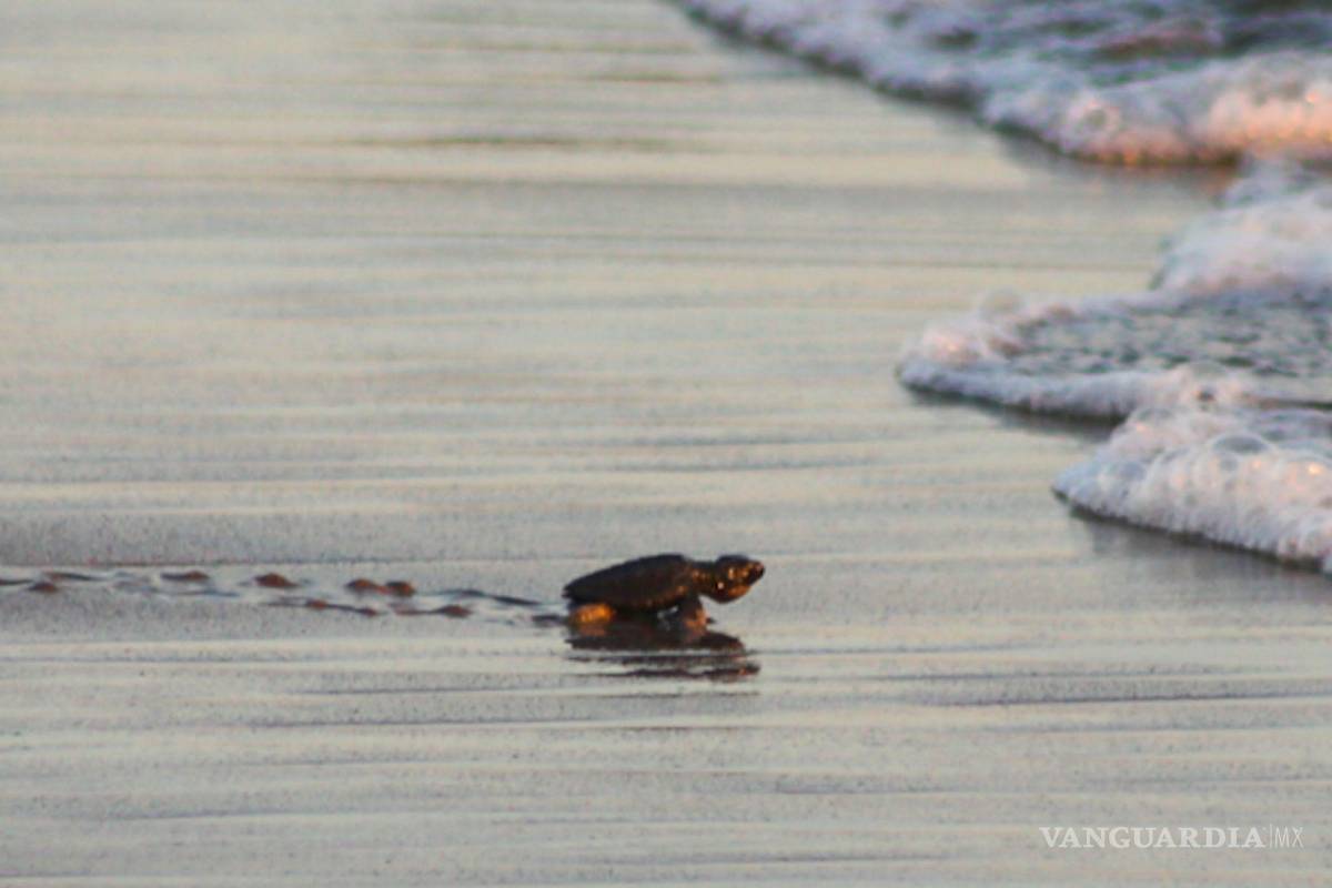 $!Liberación de pequeñas tortugas golfinas, que el Campamento Tortuguero de Playa Larga, en Acapulco.