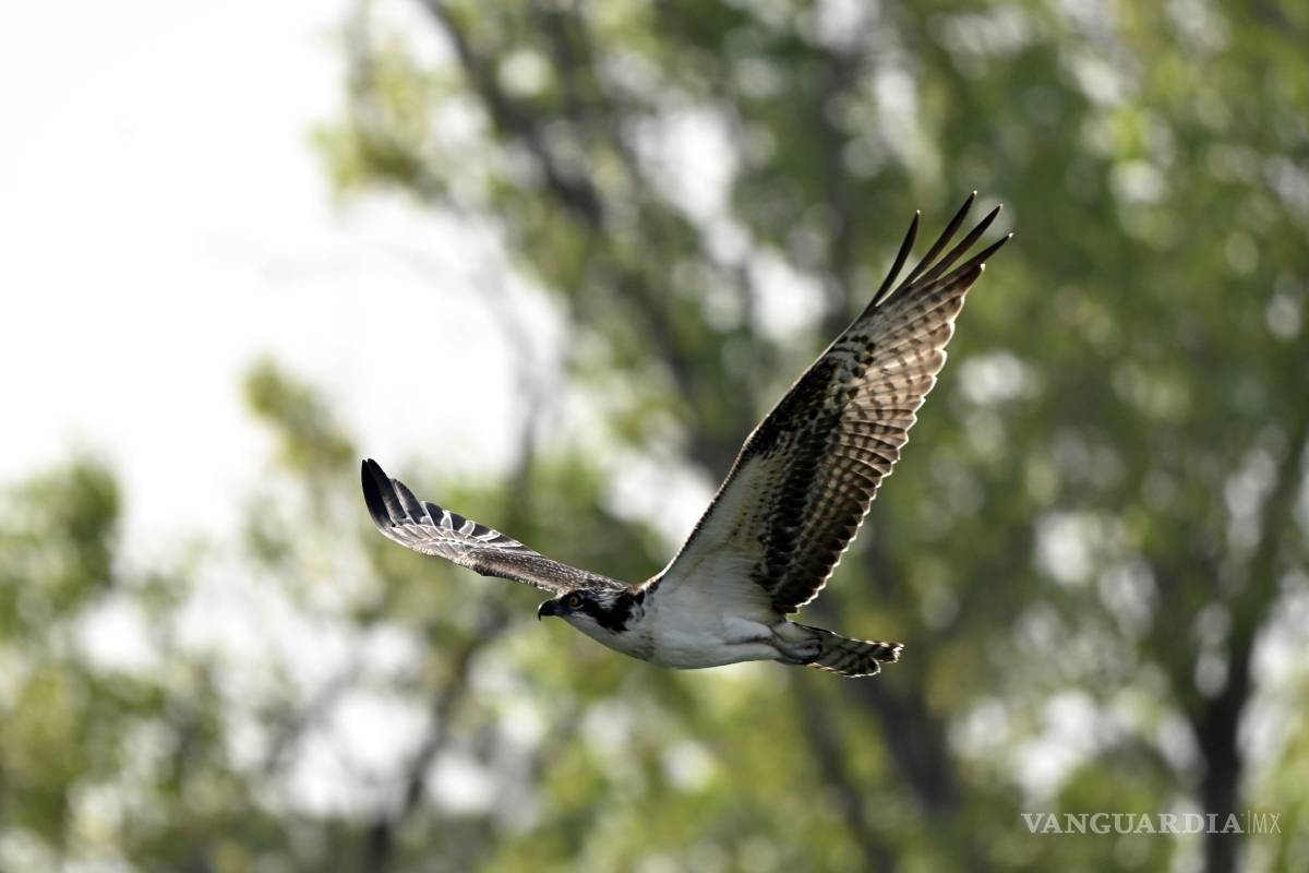 $!Observadores locales utilizan plataformas como eBird para documentar la presencia del águila pescadora y de otras aves migratorias.
