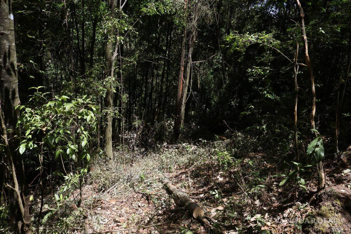 $!Recorrido por el paraje Los Pocitos en Michoacán seriamente afectado por la tala clandestina.