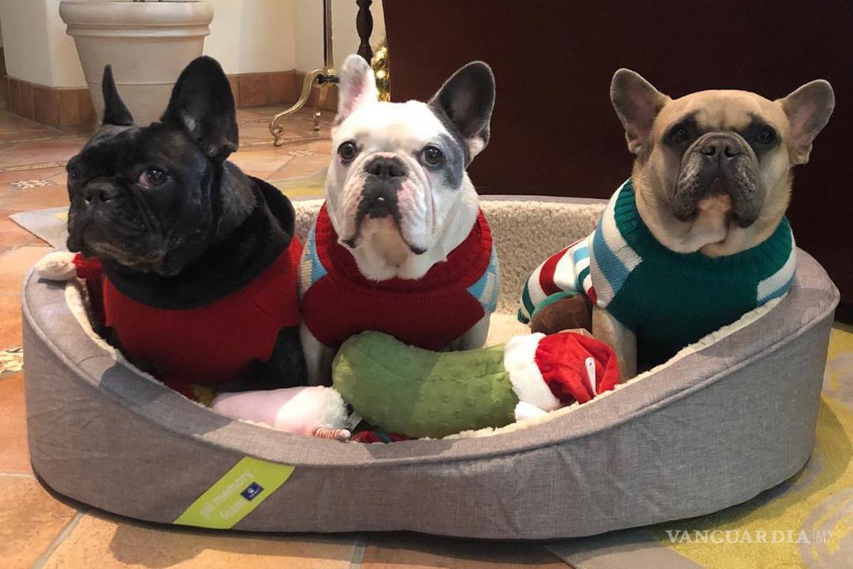 Lady Gaga rompe el silencio tras el tiroteo y robo de sus perros Gustav y Koji