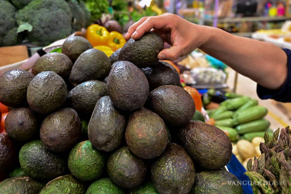 Se prepara aguacate mexicano para Super Bowl; cada 7 minutos sale un camión para Estados Unidos