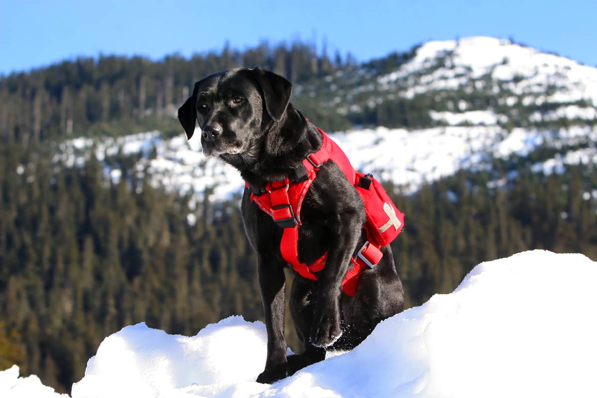 Este perro de rescate decidió tomarse un descanso para jugar en la nieve