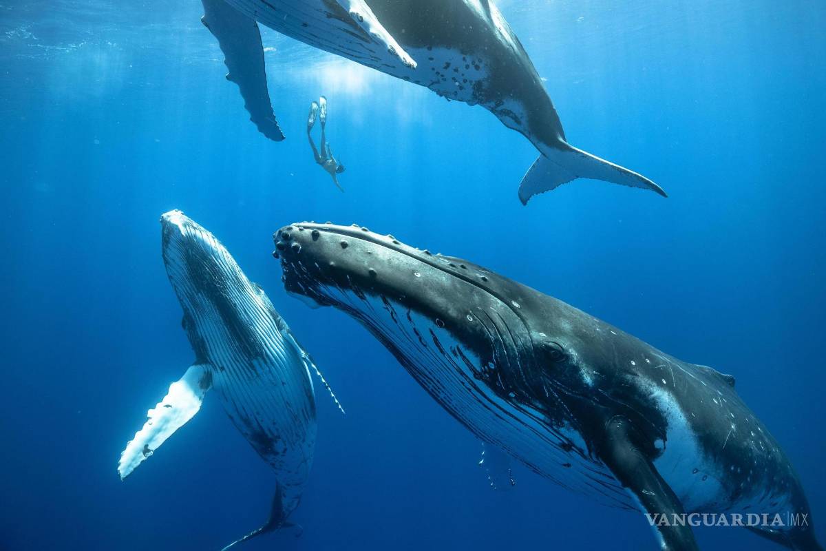 ¿Qué hace que canten las ballenas barbadas?, un equipo internacional de investigadores lo descubre