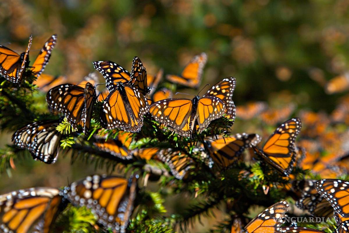 Esperan incremento de mariposas monarca