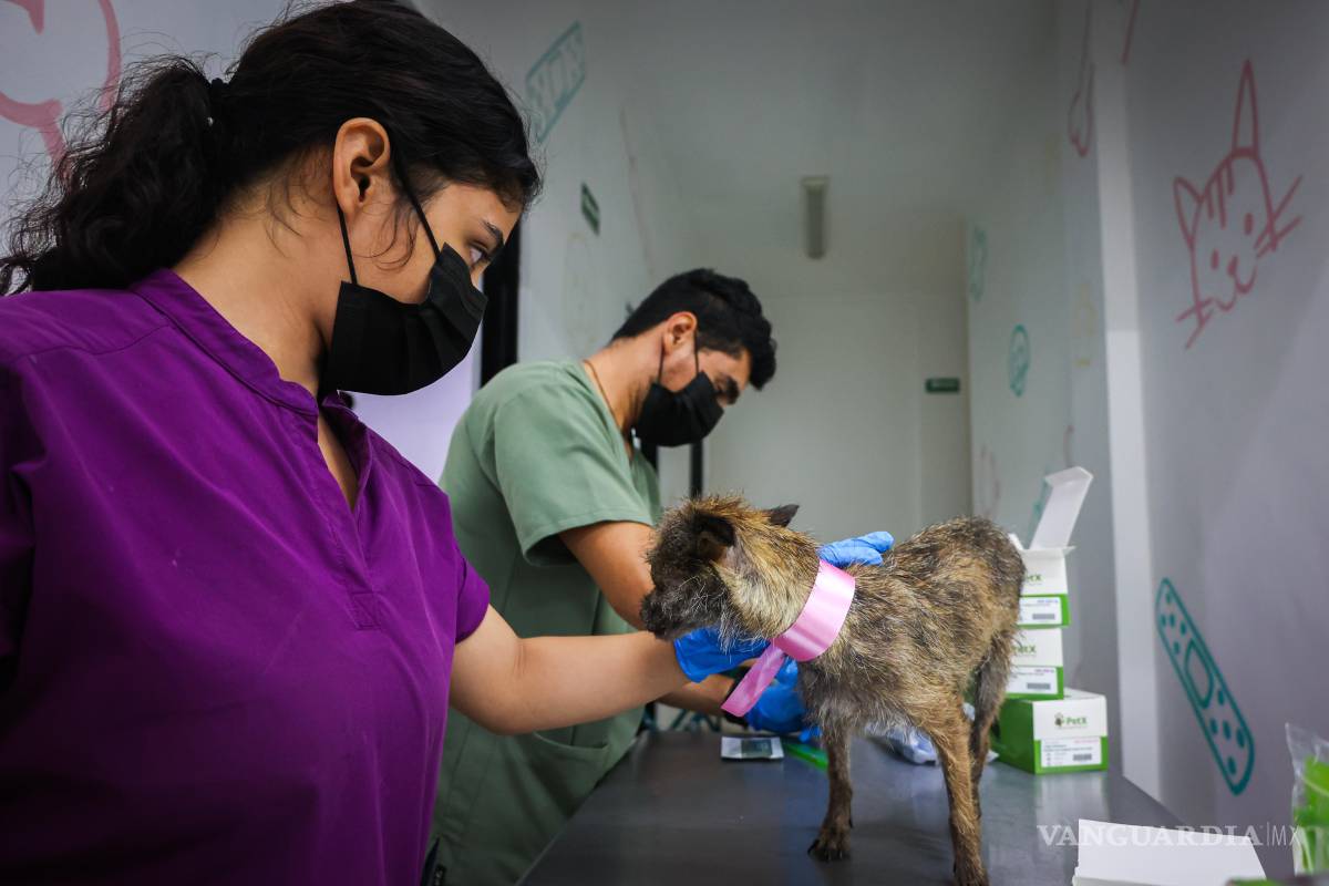 Tras denuncias de maltrato, aseguran 34 ejemplares del Centro de Bienestar Animal de Santa Catarina