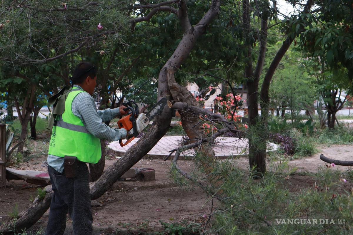 $!En Satélite Sur, brigadas municipales dieron mantenimiento al arbolado de áreas verdes entre las calles Mariano Azuela y Lizardi.