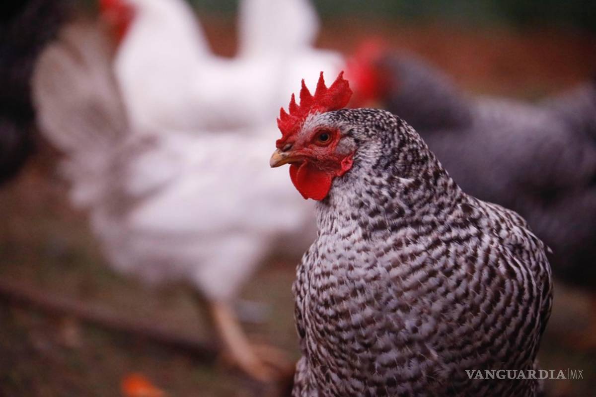 Alquilar una gallina, una moda en auge en Estados Unidos ante los cambios en el precio de los huevos