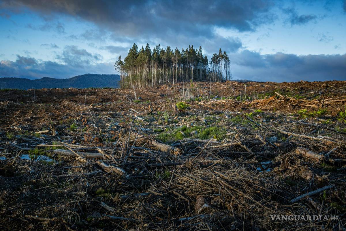 $!El cambio climático está alterando los hábitats y patrones de migración de mosquitos, garrapatas y otros vectores de enfermedades.