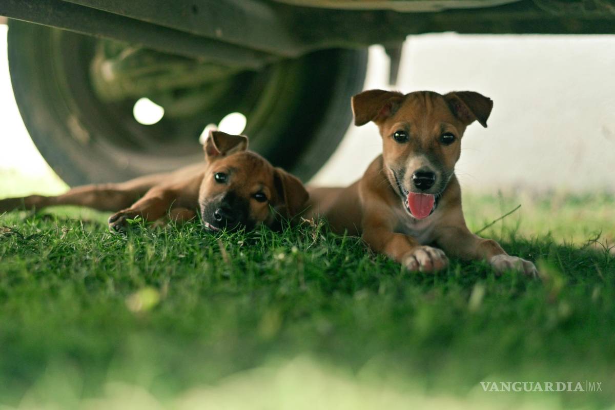 $!tico no solo impacta a los seres humanos, sino también a quienes más amamos: nuestras mascotas