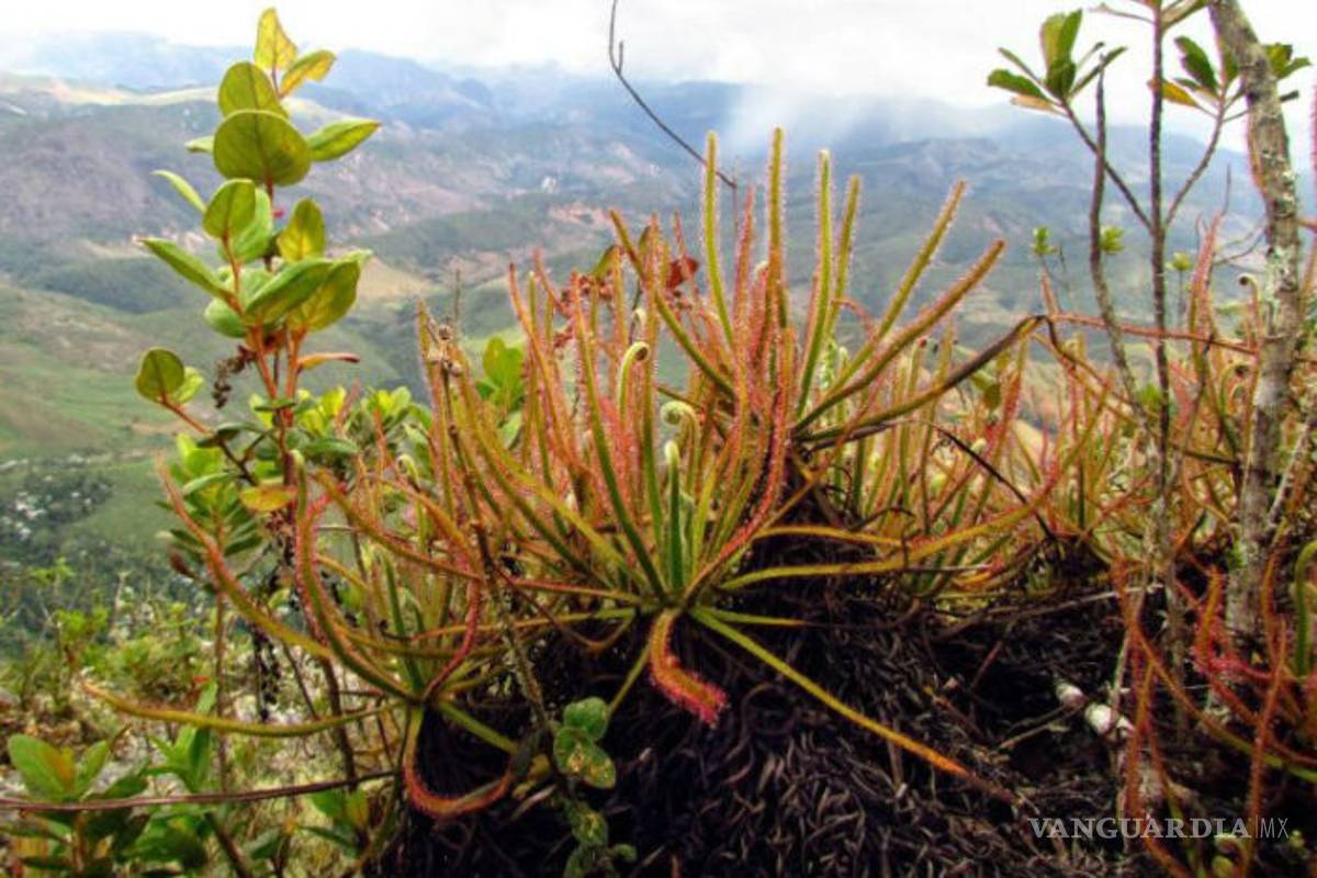 Un mono y una planta carnívora, entre las nuevas especies halladas en el mundo