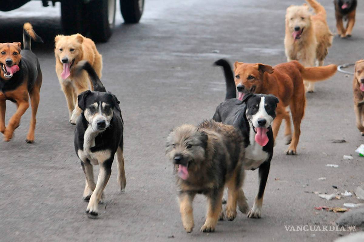 Perros callejeros invaden fraccionamiento del oriente de Torreón