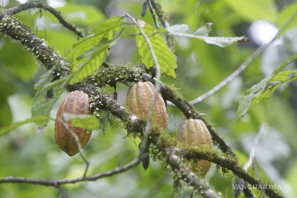 $!Considerado como el oro marrón, el cacao ha sido durante siglos una fuente de riqueza y sustento sobre todo para los países productores de África y de AL.