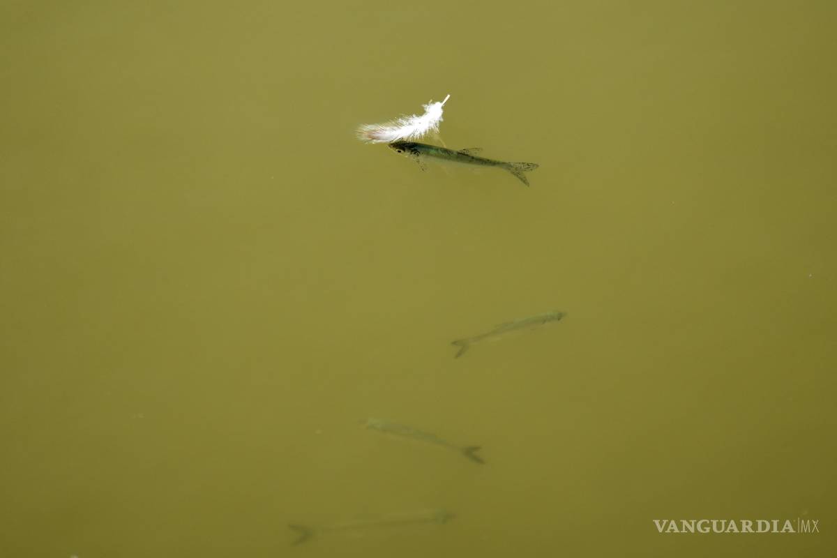 $!Peces nadan en un estanque mientras el nivel del agua en el río Danubio se redujo por la sequía, en Petrovaradin, Serbia, el 25 de agosto de 2026.