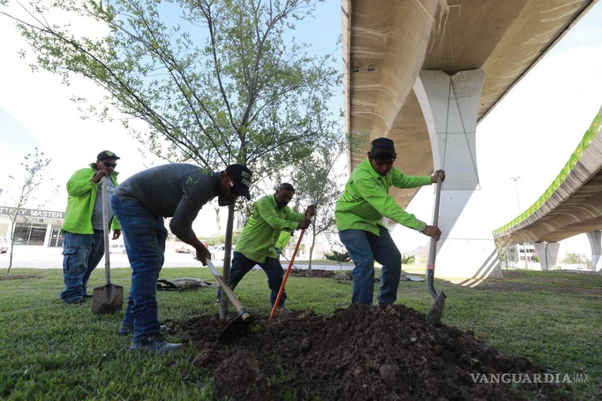 $!La estrategia busca utilizar especies adaptadas al clima de Saltillo y mejorar las condiciones del entorno urbano.