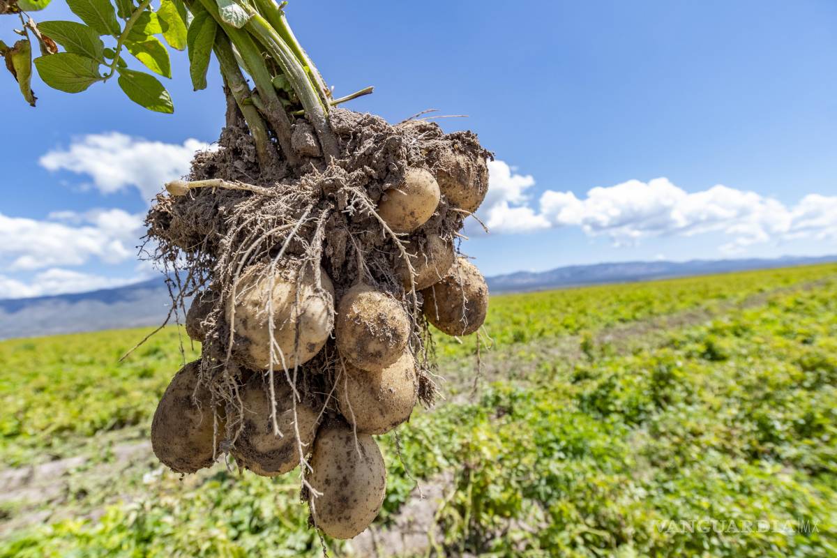 $!La papa es una hortaliza que tiene muchos nutrientes y que es benéfico para la salud, a pesar de muchos mitos.