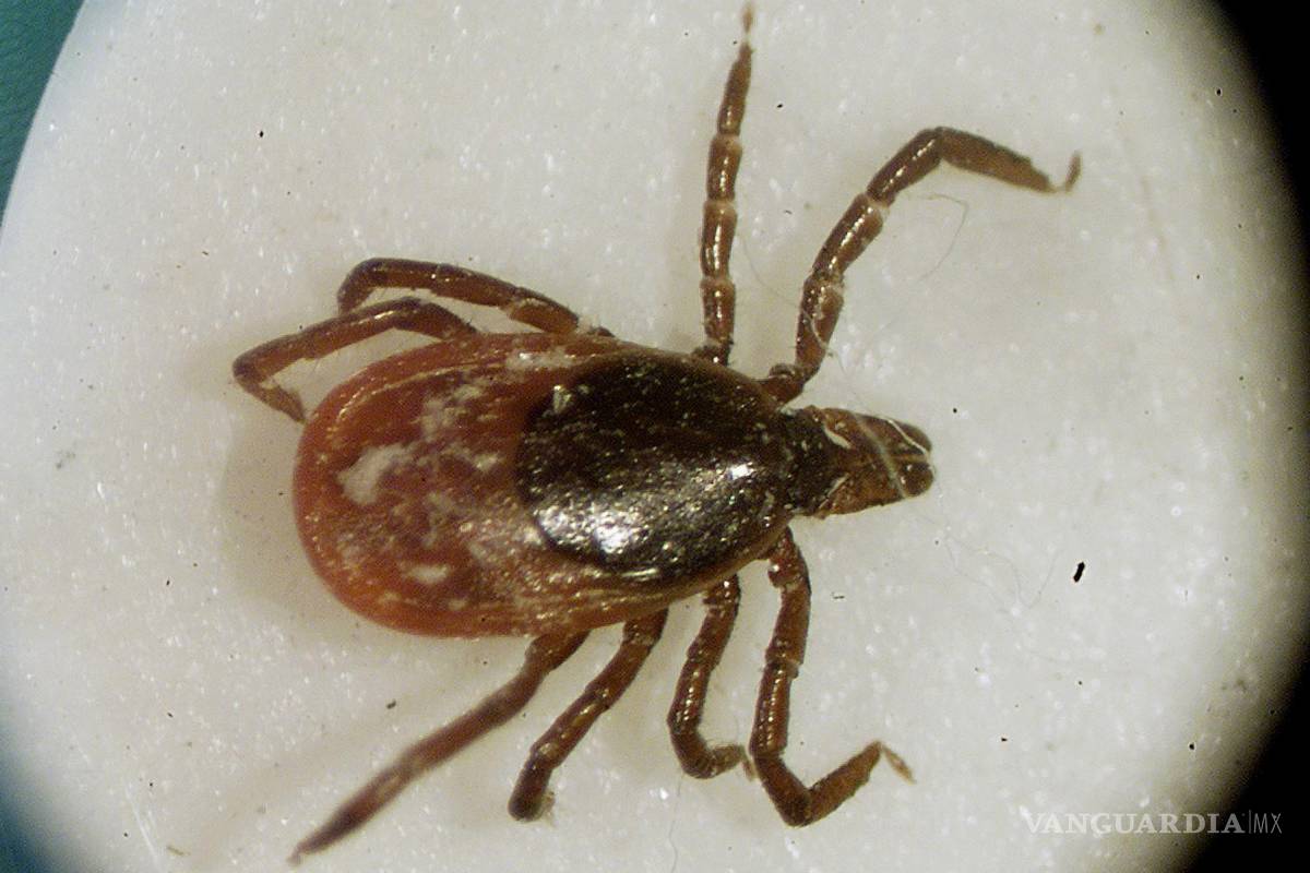 $!Una garrapata de venado vista mediante un microscopio en el laboratorio de entomología de la Universidad de Rhode Island en South Kingstown.