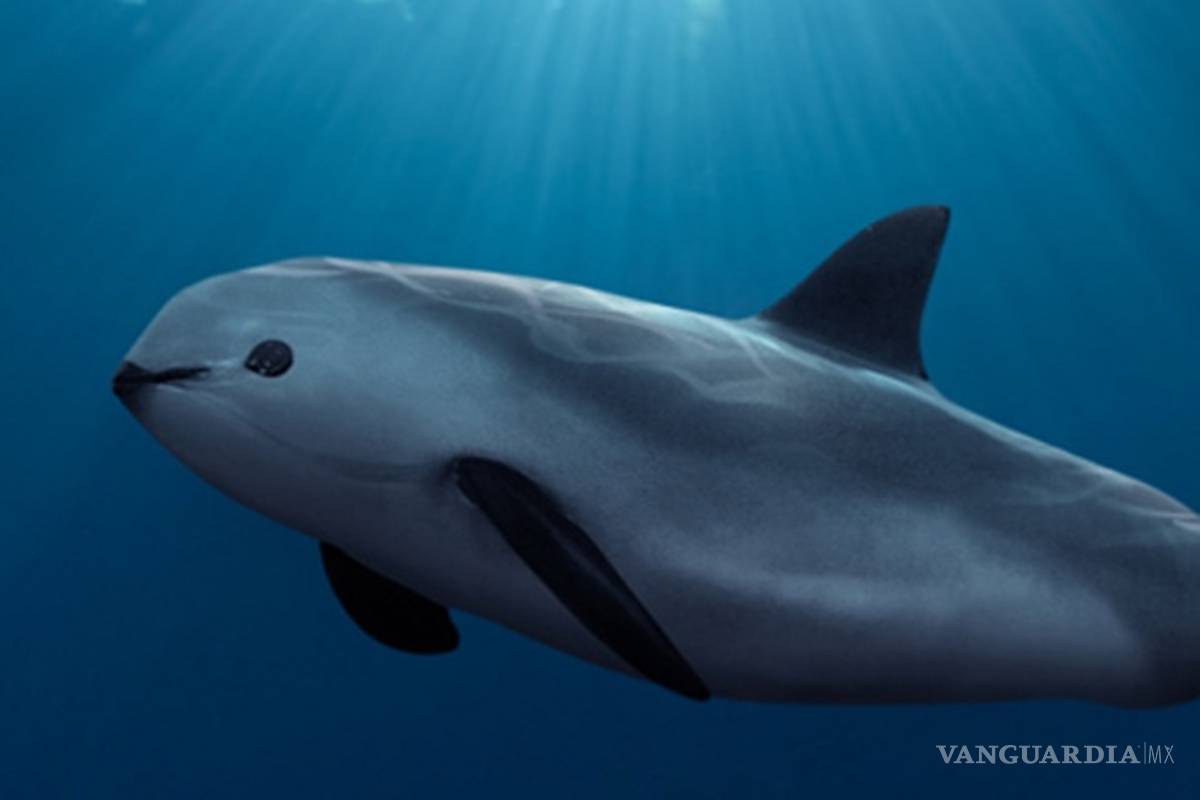 La vaquita marina y otros 8 animales muy mexicanos que están en peligro