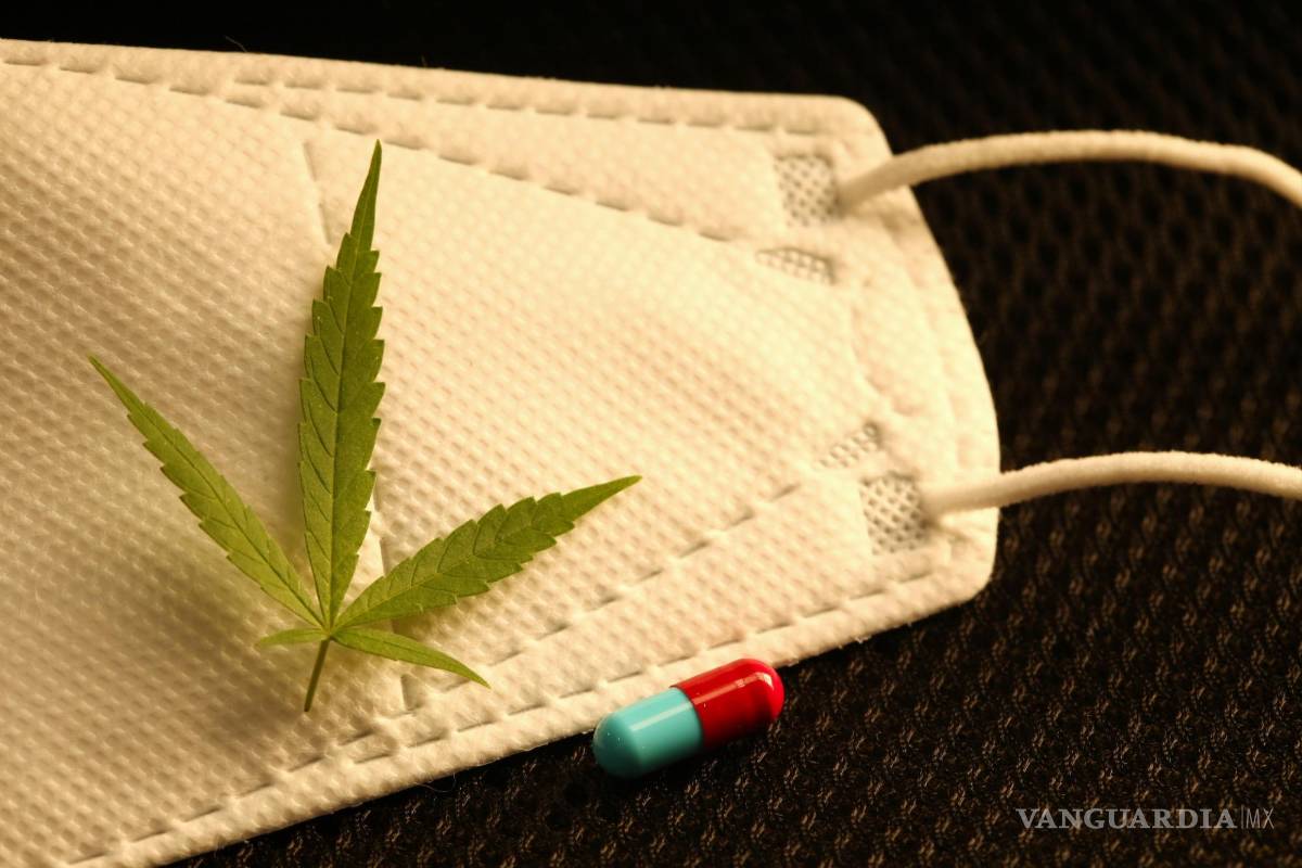 Estudian al cannabidiol para tratar al COVID-19; analizan beneficios terapéuticos