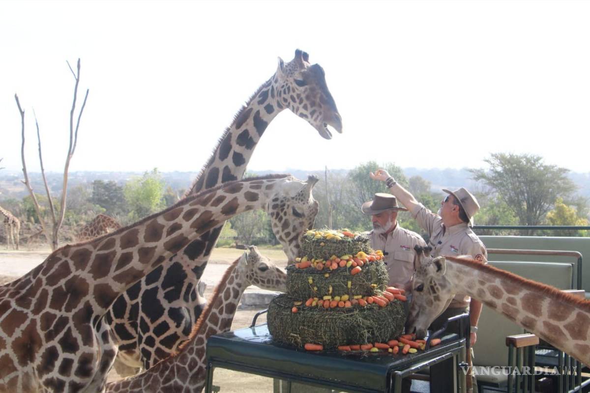 ¡Benito se reúne con su nueva familia! Con un pastel de pasto y zanahorias, le dan la bienvenida a la jirafa más amada de México