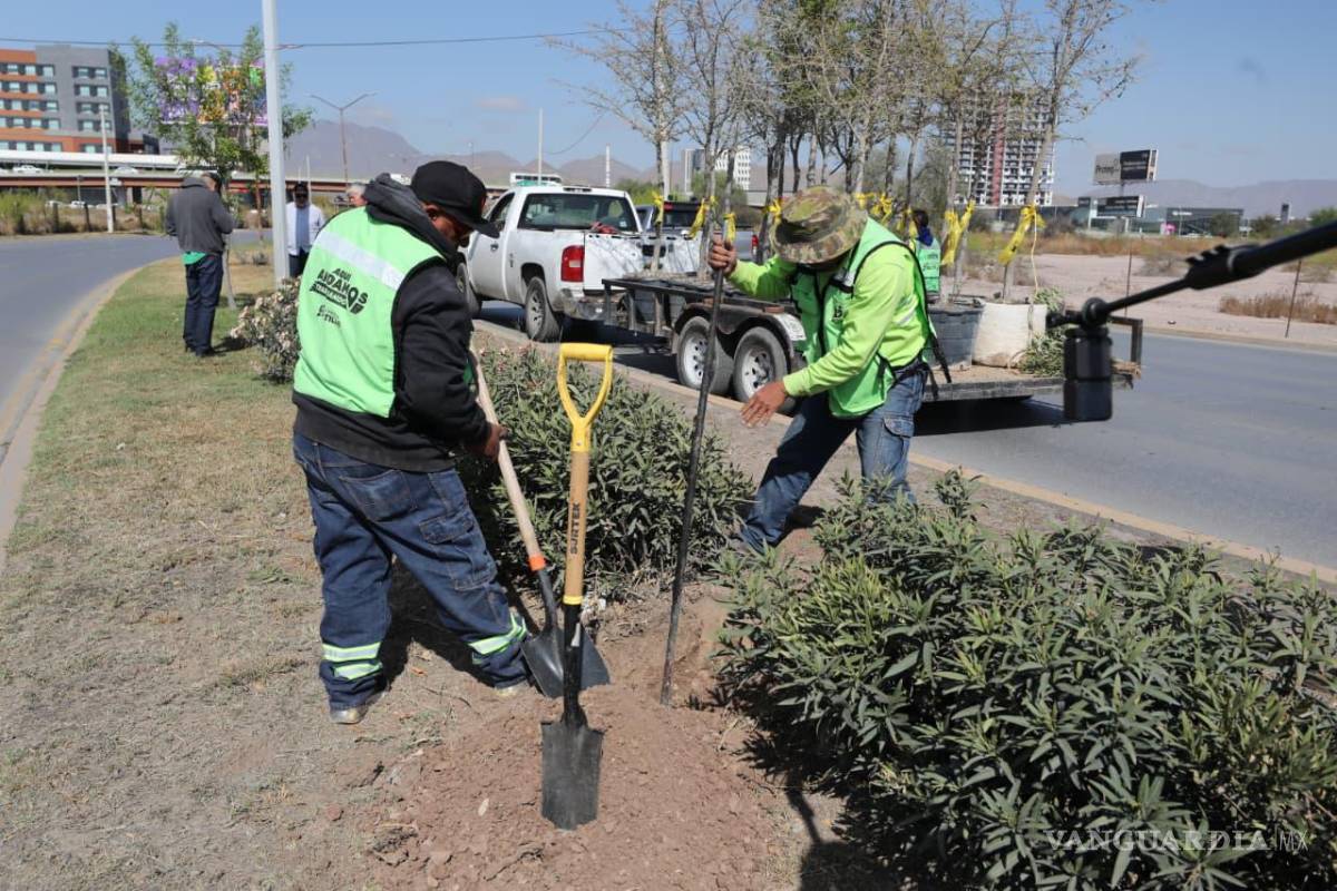 $!Cuadrillas del Vivero Municipal sembraron encinos siempre verdes en el bulevar Luis Donaldo Colosio.