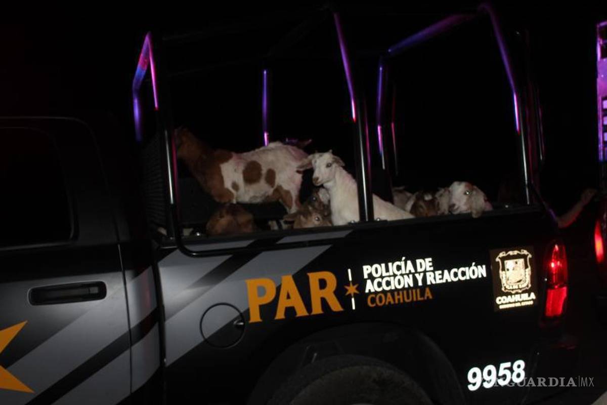 $!Una chiva falleció como resultado del incidente, las demás fueron resguardadas.