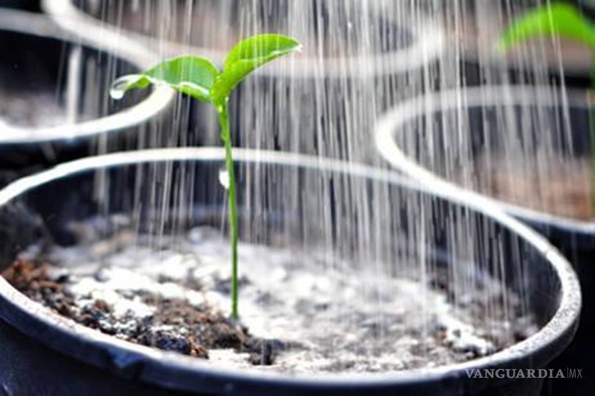 Crean maceta inteligente que evita desperdicio de agua durante riego