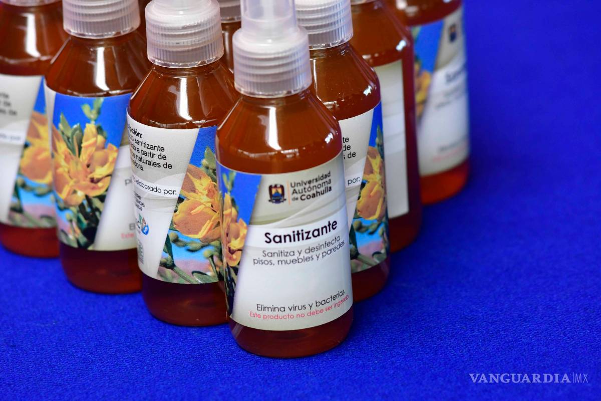 $!Elabora UAdeC sanitizante a base de planta gobernadora
