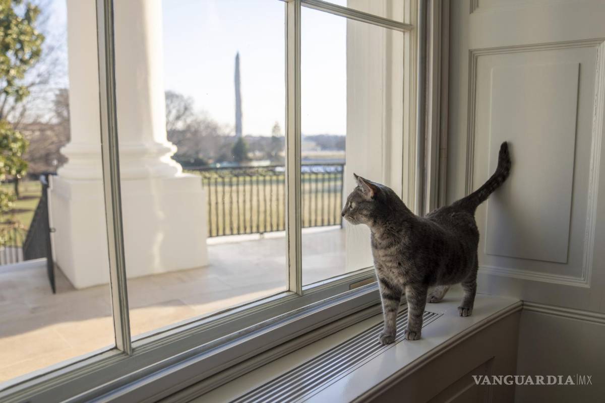 $!Willow, la nueva gata y mascota de la familia Biden, pasea por la Casa Blanca en Washington. AP/Erin Scott/Casa Blanca