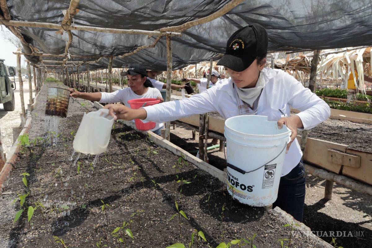 ¿Sembrando Vida o sembrando dudas?