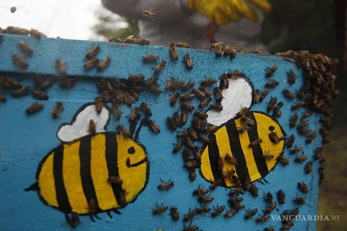 $!Abejas son ‘vitales’ para el futuro de los ecosistemas
