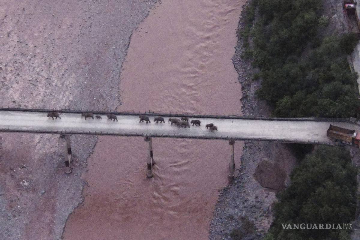 Elefantes que llevan meses deambulando por China regresan a su hábitat
