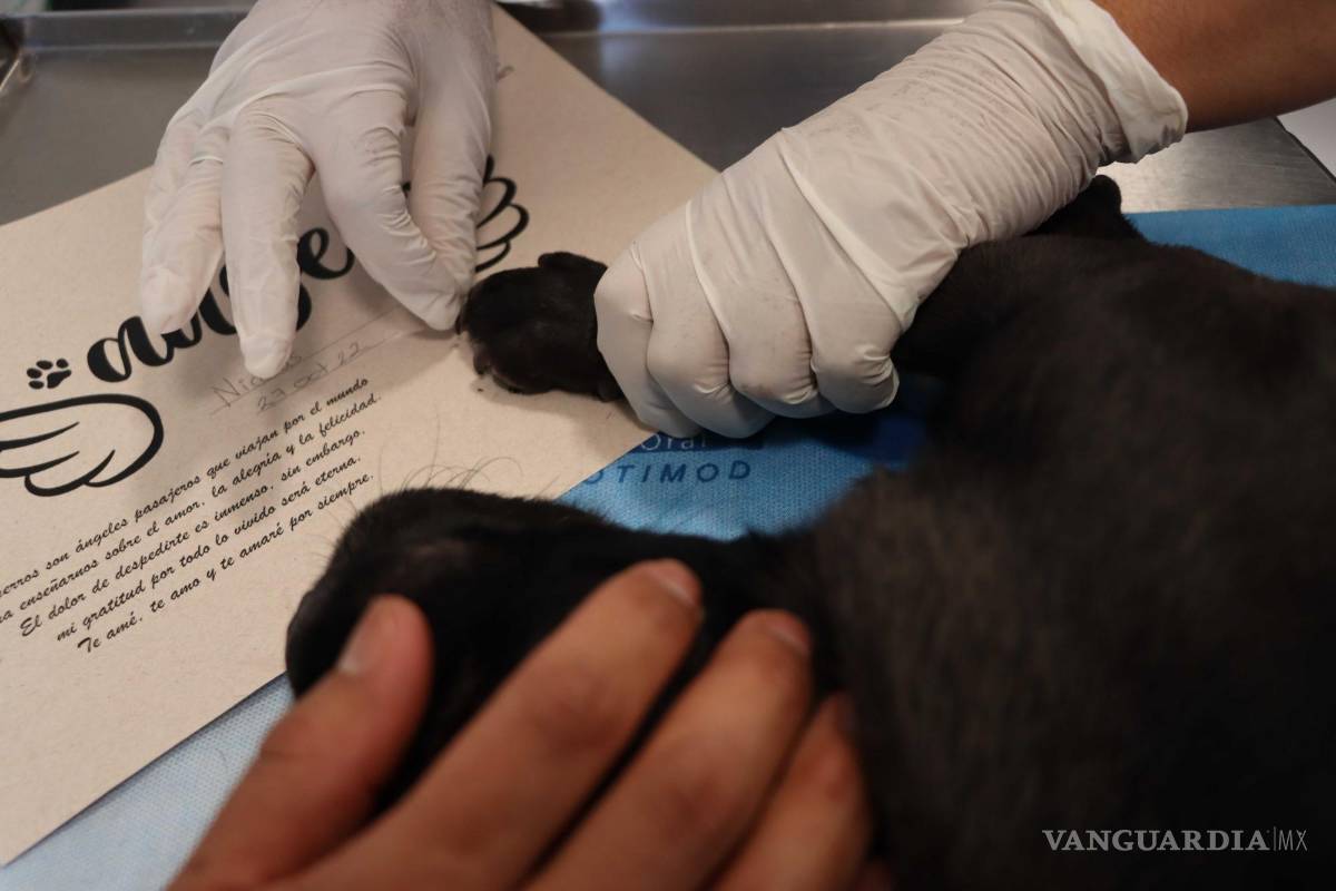 $!El animal muere sin dolor mediante una inyección letal.